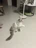 【京东快递】逗猫棒钓鱼竿长杆猫玩具羽毛铃铛宠物用品小鱼玩具 钢丝羽毛逗猫棒2根装 实拍图