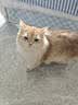 好主人（CARE）金装无谷猫粮通用高肉高蛋白【升级金装80%含肉量】成猫粮2.5kg 实拍图