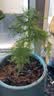 文竹盆栽绿植花卉盆景植物室内客厅水培文松云竹文竹大苗四季常青 小文竹【1颗】原盆原土球发货 高度15-25cm 实拍图