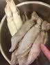 美加佳无保水剂笔管鱿鱼净重1斤 海兔子 墨斗鱼 烧烤食材聚餐 实拍图