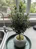 【限时秒杀】小叶赤楠盆景植物办公花卉基地直销批发绿植盆栽室内 赤楠+冰裂纹盆+苔藓+底座 实拍图