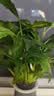 年宵花【热销款】白掌一帆风顺盆栽水培植物绿植过年装饰摆件年货 特级白掌带花+繁星自吸盆 实拍图