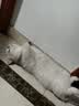 好主人金装好主人猫粮2.0 成猫幼猫蓝猫英短通用全价无谷冻干 【精选试吃】金装80g+铂金80g+鸡鱼360g 实拍图