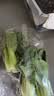上海青约500g(油菜) 实拍图