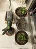 绿有意绿植盆栽多肉花卉盆栽植物室内桌面水培绿植办公室客厅植物懒人 清新3盆】栀子花+九里香+金枝玉叶 实拍图