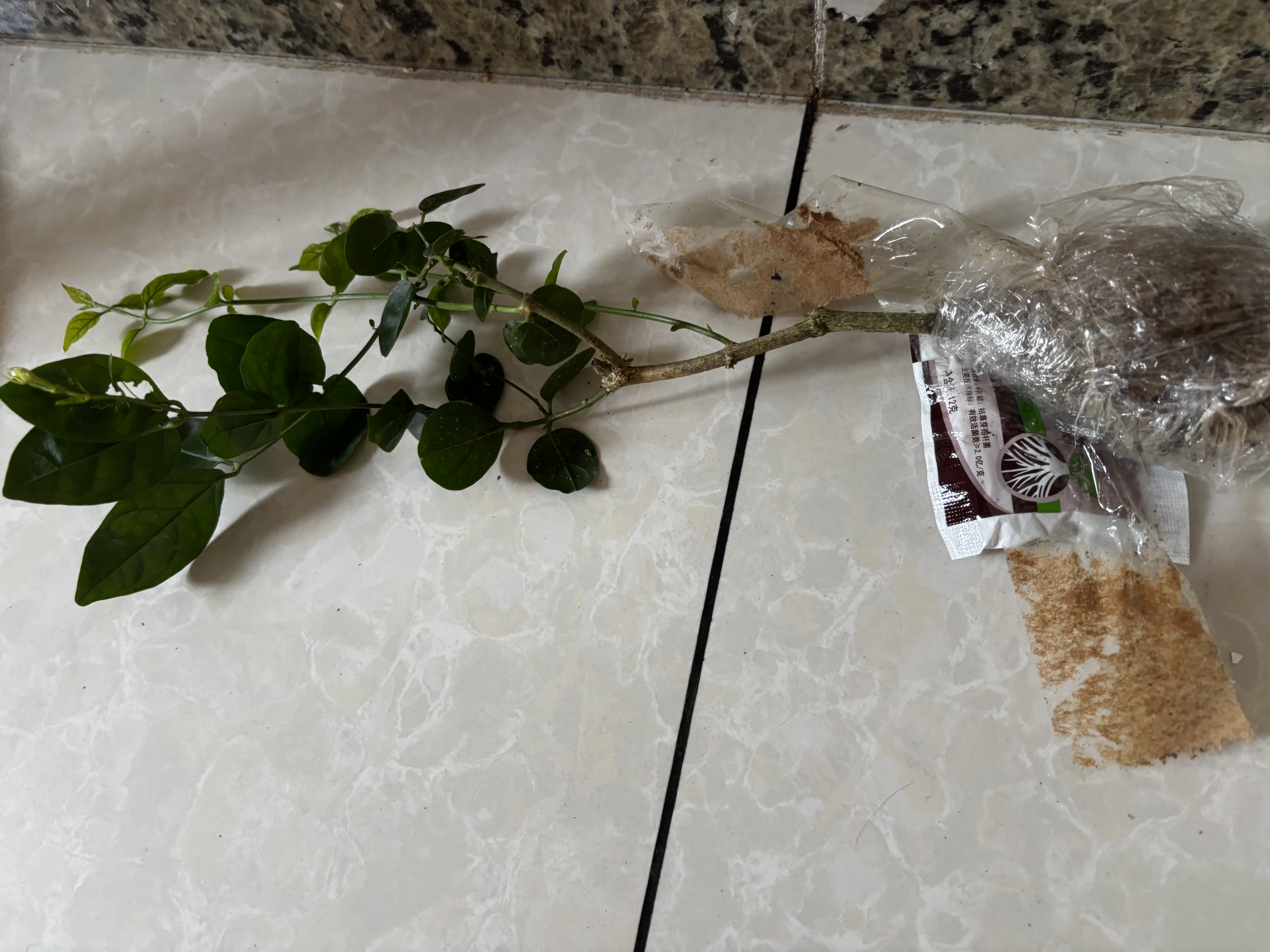 浓香型茉莉花大棵特大号老桩虎头茉莉矮桩室内庭院阳台四季开花 茉莉 1颗 送肥 新手好养 实拍图