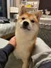 Orijen渴望狗粮 成犬幼犬无谷原味鸡肉进口全价通用犬粮11.4kg效期27/11 实拍图