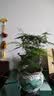 绿萝文竹九里香小叶赤楠禅意盆栽办公室桌面植物小盆景绿植花卉苗 文竹+舍得盆+方底托+青苔 实拍图