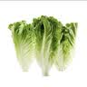 【烧烤季】钟灵山罗马生菜400g 实拍图