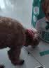 麦富迪狗粮 藻趣儿狗粮成犬粮牛肉螺旋藻 均衡营养15kg/30斤 实拍图