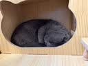 唐米吉吉加粗大型猫爬架猫窝猫树一体太空舱猫架子小户型不占地剑麻猫玩具 150cm 7层【双太空舱冲量款】 实拍图