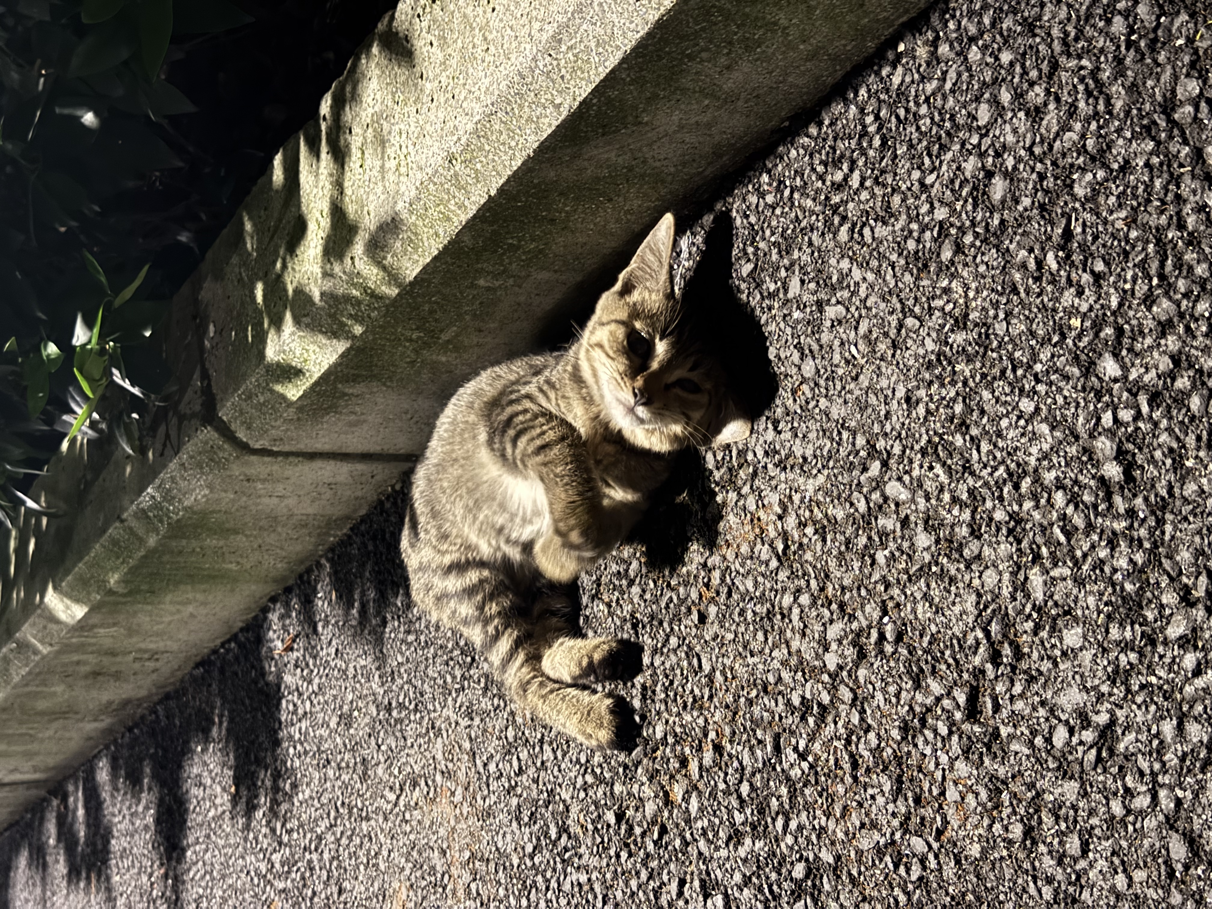 鲜朗主食罐猫咪营养蓝猫英短暹罗幼猫成猫替代主粮全价湿粮猫罐头 混合口味1盒【100g* 6罐】 实拍图