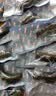 京东京造 大连有机鲜食海参1kg 16-20只固形物90% 辽刺中秋礼品礼盒 实拍图