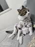 皇家猫粮 挑嘴成猫猫粮 高适口性 EF38 通用粮 12月以上 4KG 实拍图