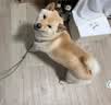 麦富迪狗粮 藻趣儿狗粮成犬粮牛肉螺旋藻 均衡营养15kg/30斤 实拍图
