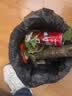 北蔬 辣椒苗青椒菜椒蔬菜苗活苗带土秧苗 绿青椒苗6棵源头直发包邮 实拍图