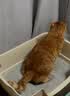 喵洁客（CAT FEVER）美国原装进口猫砂强力结团钠基矿石猫砂低尘抗菌除臭黑标14磅 实拍图
