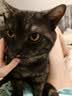 领先成猫尝鲜礼包主食级烘焙猫粮猫条餐盒汤包（新老款随机发货） 实拍图