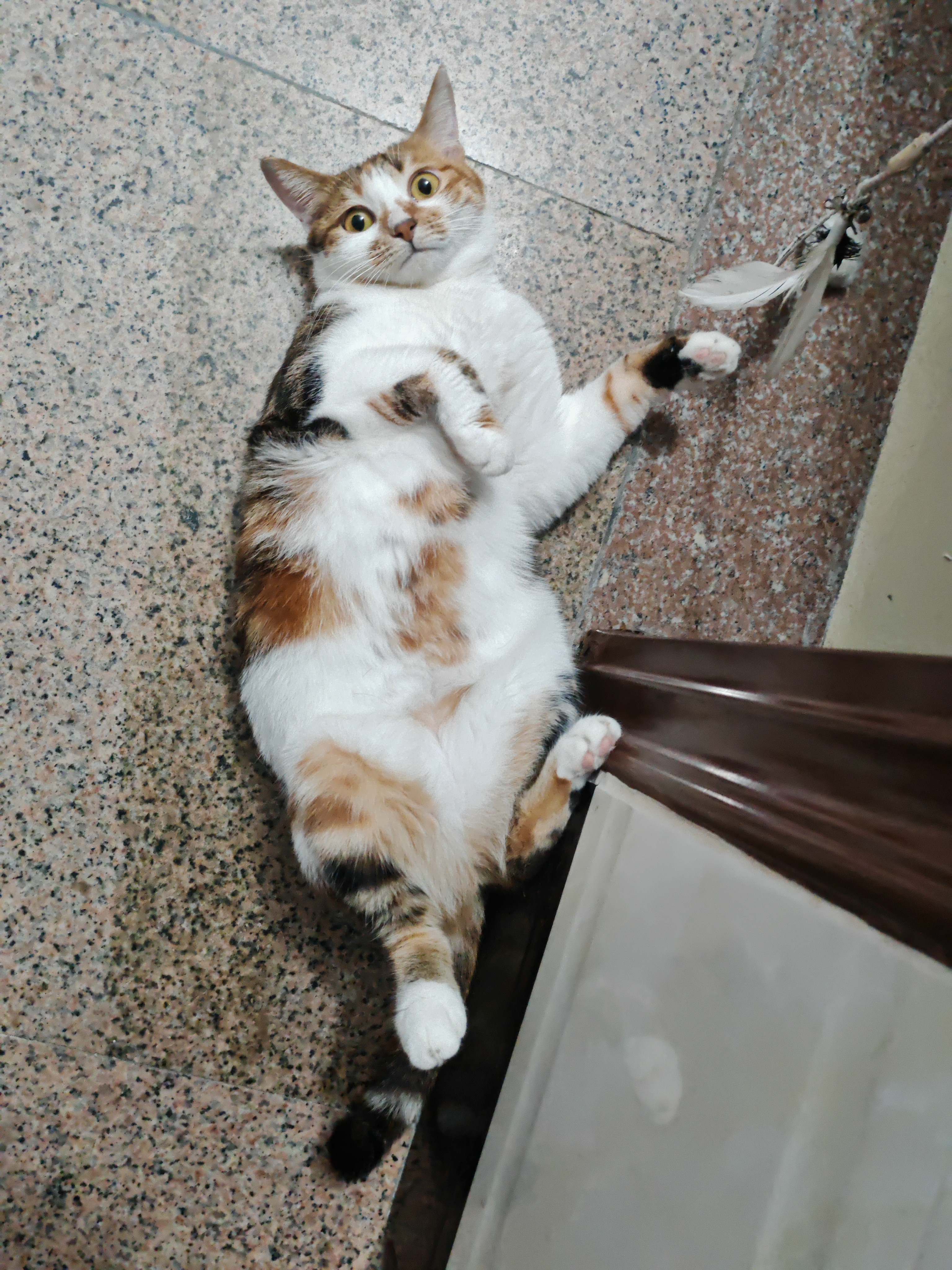 麦富迪猫粮 barf霸弗天然猫粮冻干成猫粮养胃增肌牛肉1.8kg【宠物金选】 实拍图