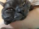 领先成猫尝鲜礼包主食级烘焙猫粮猫条餐盒汤包（新老款随机发货） 实拍图