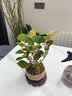 花行榜菩提树盆栽小盼菩提盆景带果中式禅意桌面摆件室内绿植物源头直发 实拍图