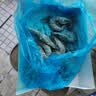 鲜京采 鲜冻大号黑虎虾 去冰净重2斤 31-40只/盒 美食大赛同款 国庆 实拍图