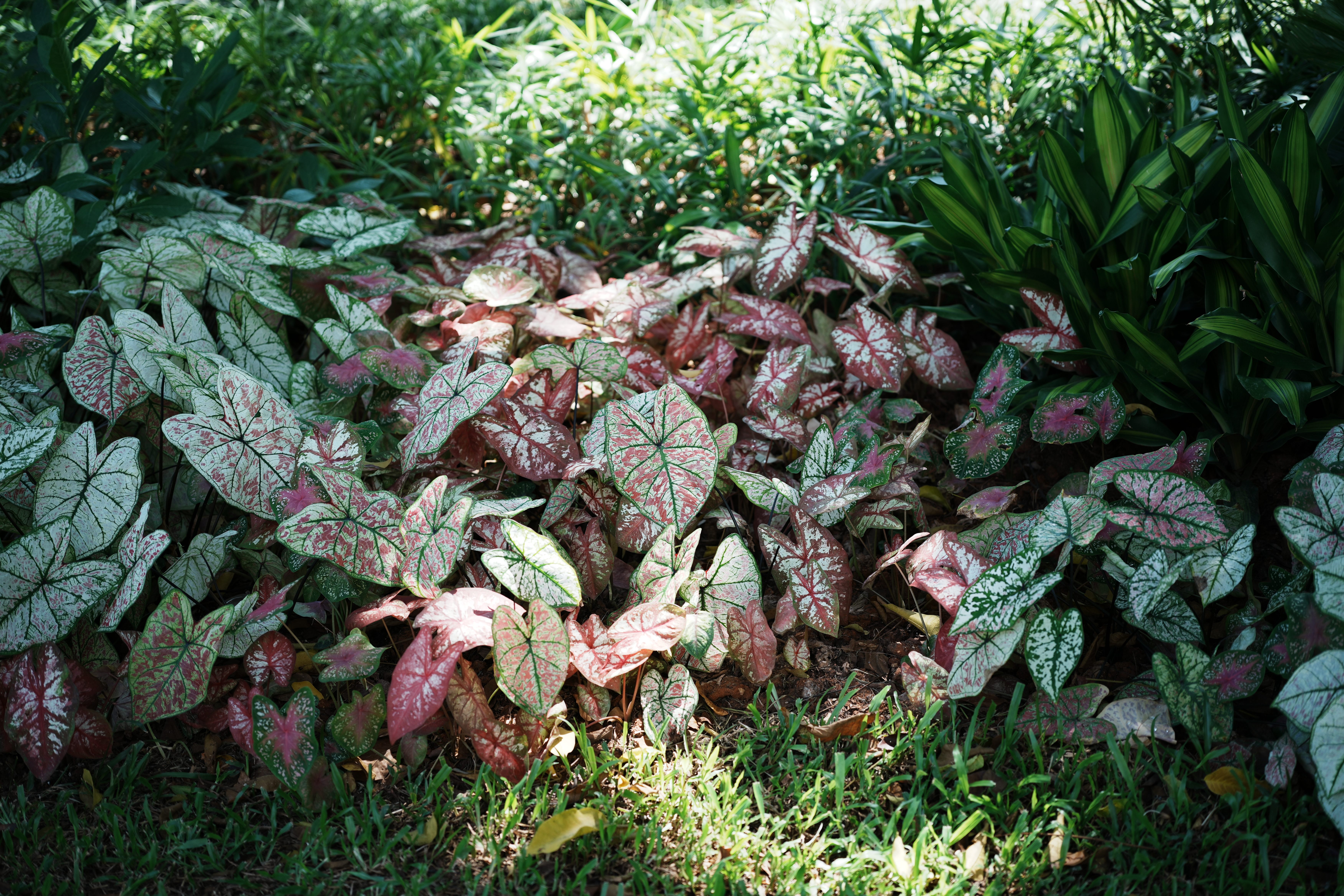 唯卓仕（VILTROX）AF 50mm F2.0 FE索尼口全画幅自动对焦大光圈定焦人像镜头适用于A7M3 A7CII ZVE1 A7CR微单相机 实拍图
