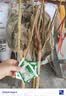 石榴树苗突尼斯软籽石榴苗大红袍蒙阳红盆栽地栽嫁接果树苗木 突尼斯5年苗【当年结果】99%喜欢 实拍图