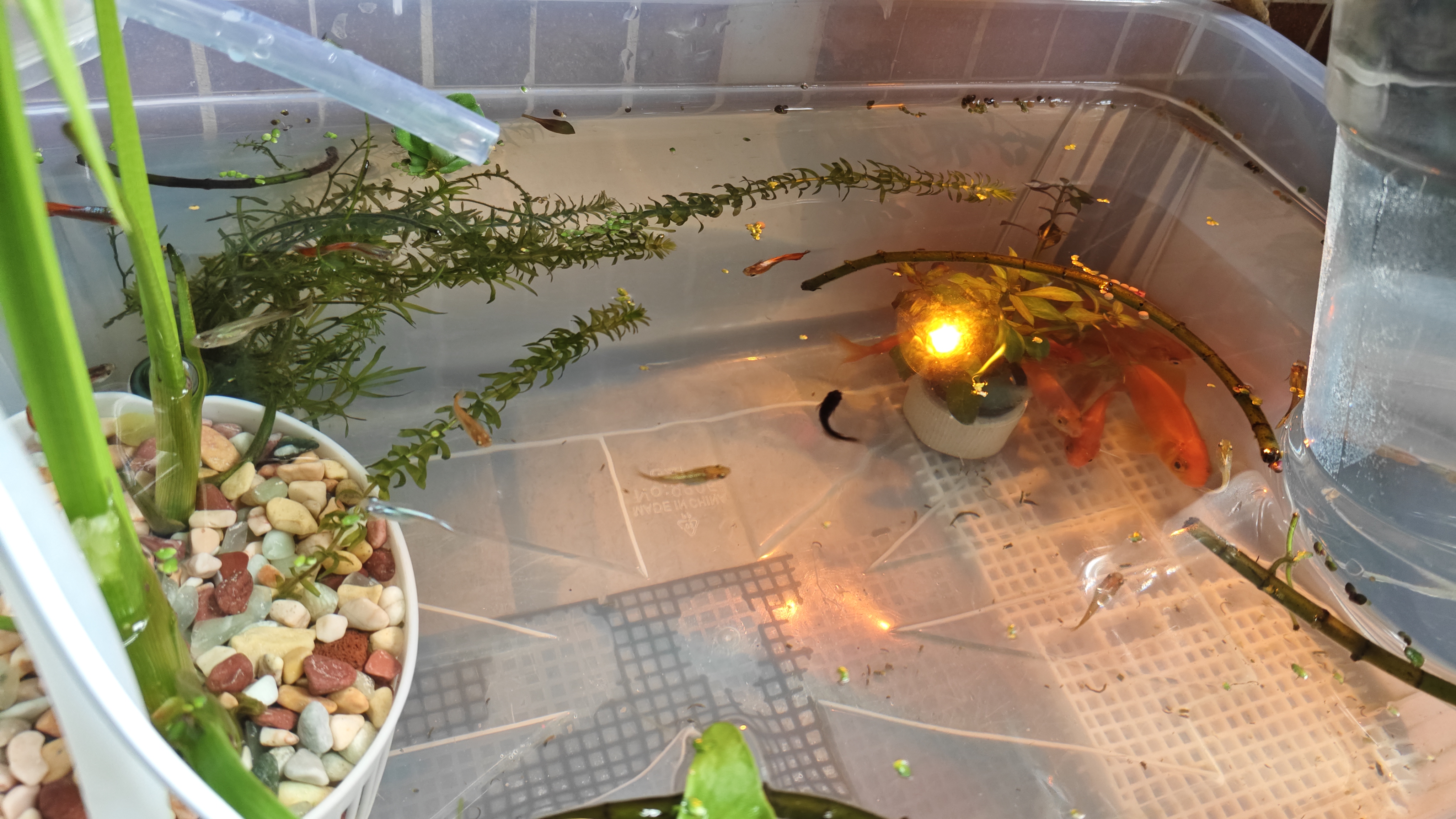 蜈蚣草水草植物懒人鱼缸真水草造景水培阴性净化水质生态 蜈蚣草15颗 实拍图