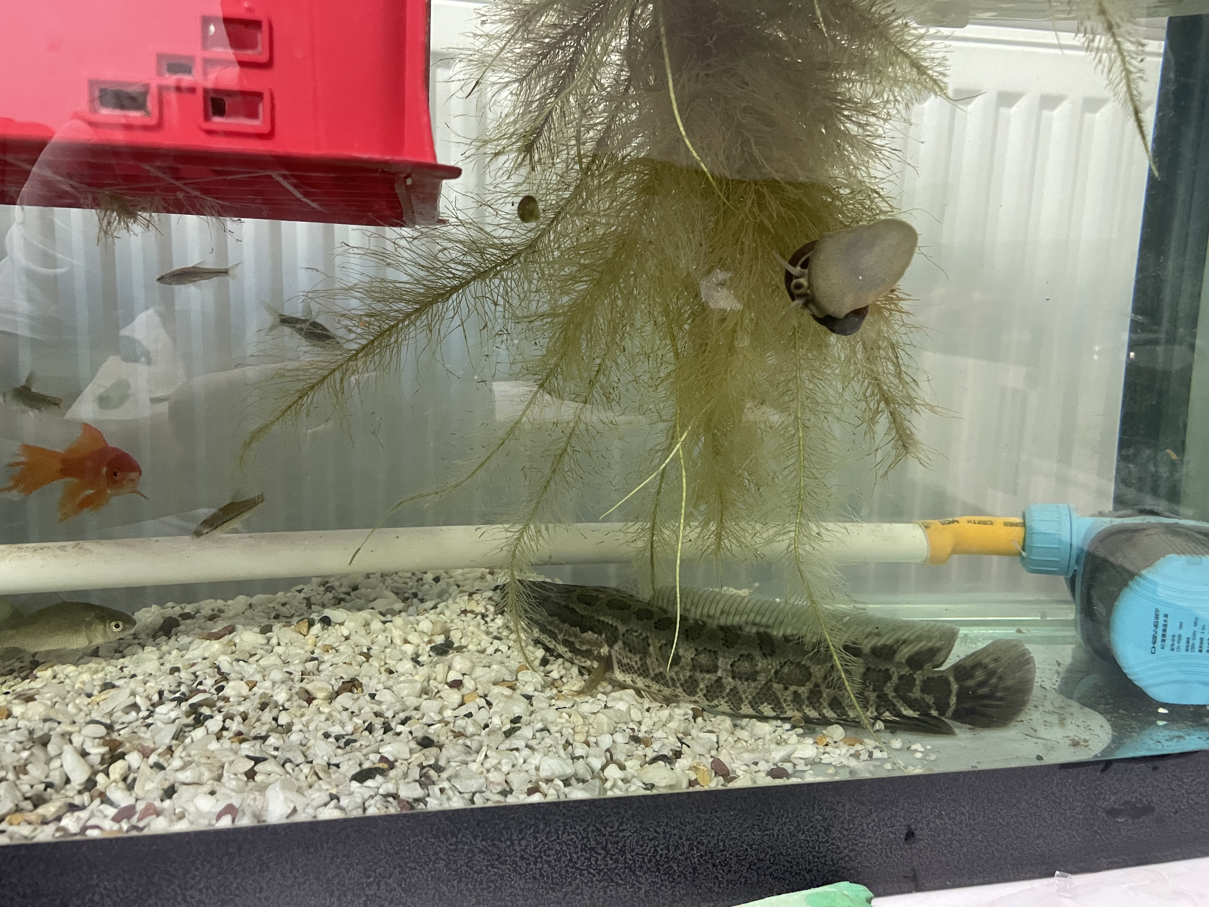 创宁水陆两用变频水泵静音过滤循环潜水泵CN9500-18W 10档流量调节 实拍图
