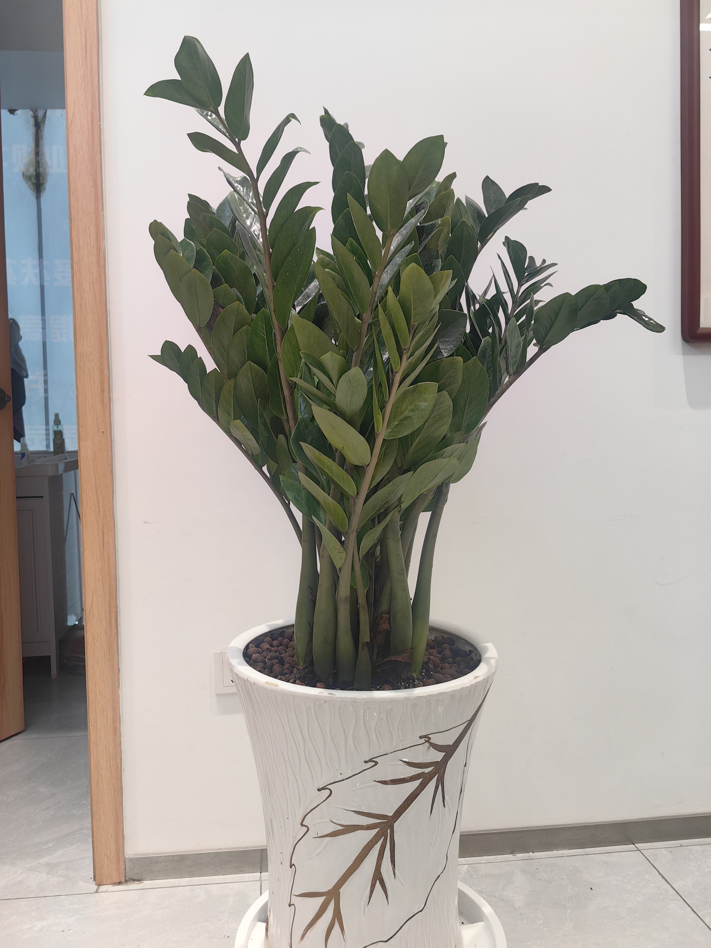 叹为观止大型植物发财树各种大颗盆栽开业乔迁客厅办公室内好养大型花卉 金钱树【80厘米-1米】 含盆 实拍图