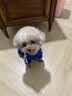 宝路狗粮 成犬全价粮中小型犬泰迪茶杯犬柯基鸡肉味1.8kg 实拍图