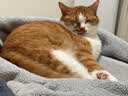 皇家（ROYAL CANIN）猫粮慕斯猫罐头湿粮奶糕幼猫粮全价粮 猫咪主食级罐头BMC 【1170g 猫奶糕罐头】195g*6罐 实拍图