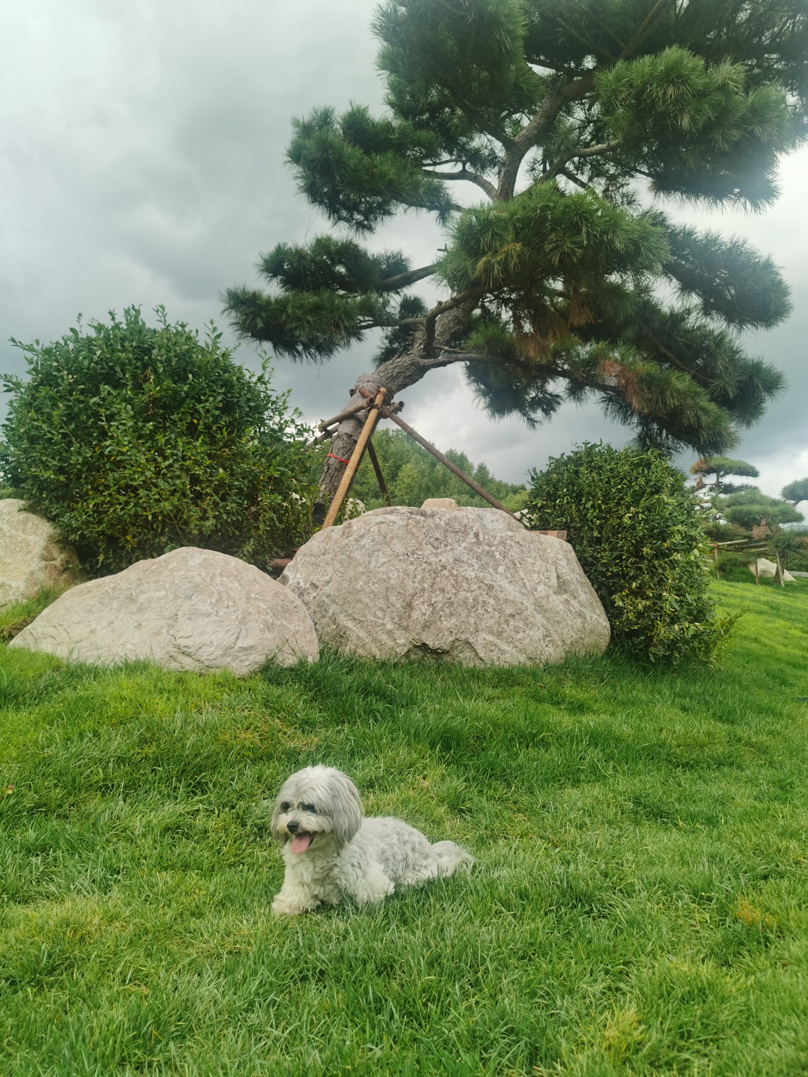 LEGENDSANDY蓝氏狗粮真鲜乳鸽中小型犬泰迪比熊生骨肉冻干鲜肉犬粮4.5kg9斤 实拍图