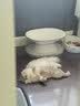 麦德氏猫咪专用羊奶粉200g 幼猫奶粉成猫羊奶粉新生猫咪宠物羊奶粉 猫咪专用羊奶粉 实拍图