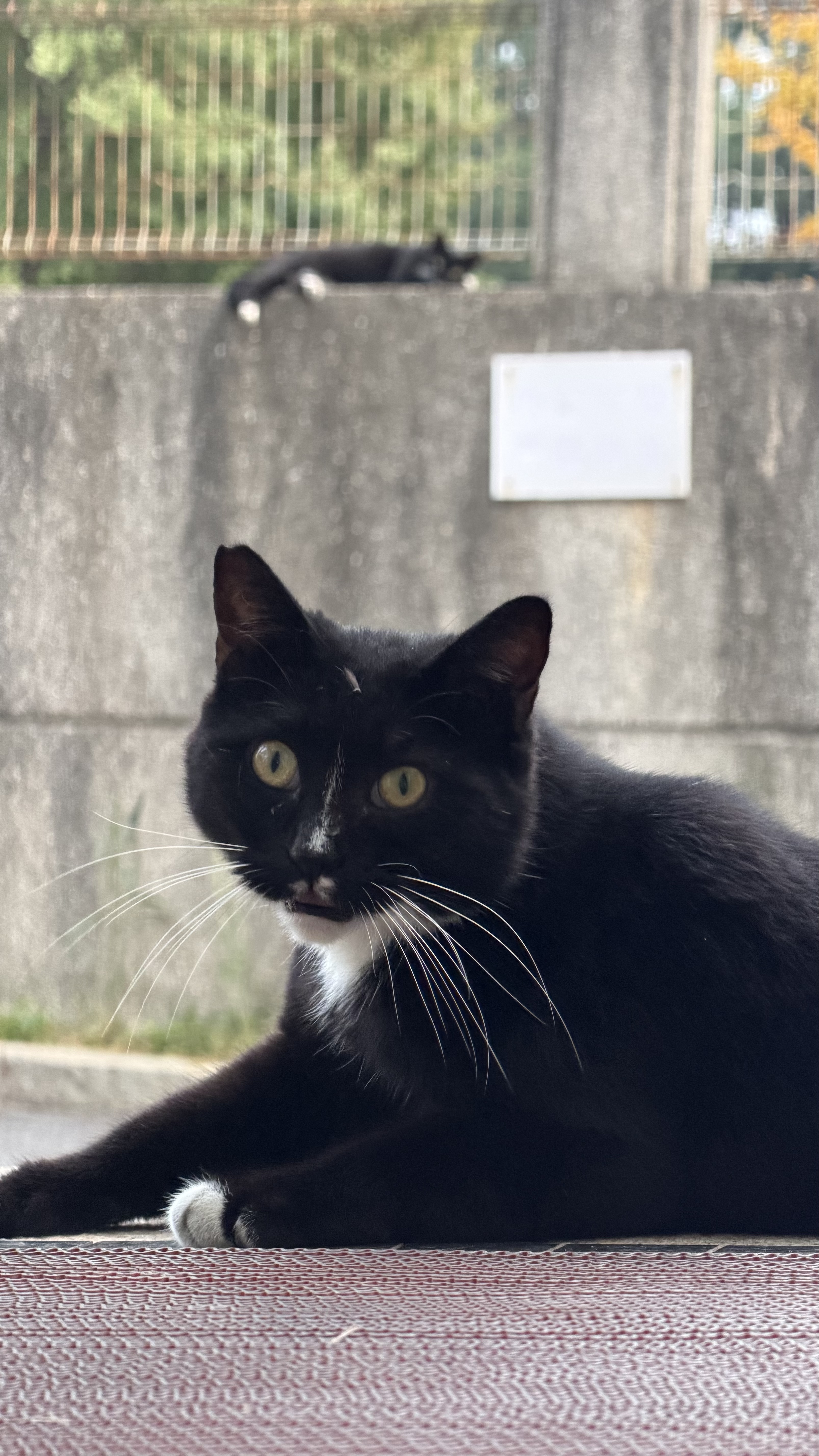 网易严选全价猫粮4.0 成幼猫三文鱼亮毛护肠胃深海鱼虾味10kg【宠物金选】 实拍图