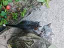 伟嘉成猫猫粮3.6kg海洋鱼味布偶夹心粮【原料透明】 实拍图