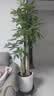 花财主天堂鸟盆栽办公室大型绿植客厅鸭脚木植物家用吸甲醛净化空气好养 步步高发财树1.7-1.8m【福字盆】 实拍图