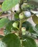 花行榜菩提树盆栽小盼菩提盆景带果中式禅意桌面摆件室内绿植物源头直发 实拍图