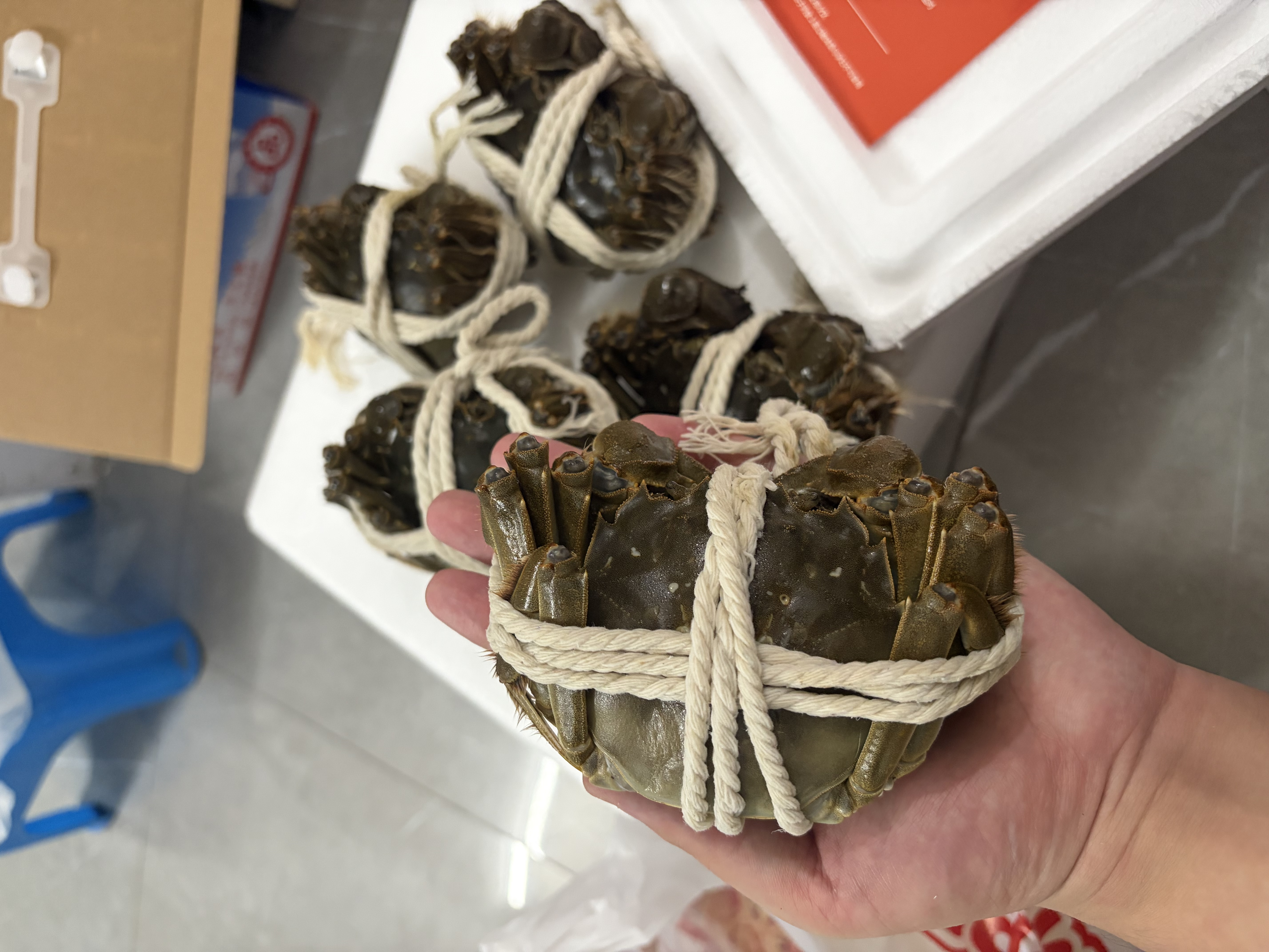 【活蟹】漁家师傅大闸蟹公4.3-4.6两母3.3-3.6两4对8只 鲜活螃蟹现货生鲜礼盒中秋送礼 实拍图