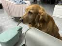 伯纳天纯中大型犬全价成年犬粮金毛宠物主粮羊肉蔓越莓15kg囤货装 实拍图