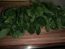 【24小时菜】菠菜苗250g(长度≤20cm) 实拍图