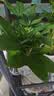 发财树盆栽大植物室内办公室桌面客厅小盆景招财树苗绿植花卉盆栽 三杆发财树 5-8cm【透明储水盆】 【送肥料】 实拍图