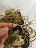 南京同仁堂金装肾精草60g黄金草嗷嗷叫正宗东北长白山化石草男士滋补养生茶 实拍图