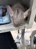 暮秋小主龙猫活物 龙猫活体幼崽宠物毛丝鼠亲人可爱家养网红活宠疫苗齐全 米色弟弟【新手推荐】 实拍图
