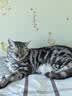 皇家猫粮 挑嘴成猫猫粮 高适口性 EF38 通用粮 12月以上 4KG 实拍图