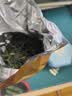 徽六绿茶六安瓜片茶叶200g 2026新茶潜香500一级自己喝配礼袋送人 实拍图