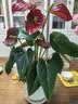 叹为观止18种吊兰任你选金边吊兰各种盆栽花卉客厅垂吊桌面植物净化空气 特级红掌【陶瓷盆】 含盆 实拍图