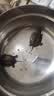 京喜自营-专用品牌安徽中华草龟外塘纯种金线观赏水龟情侣招财墨龟宠物小龟活物 2只情侣 2-3厘米 实拍图