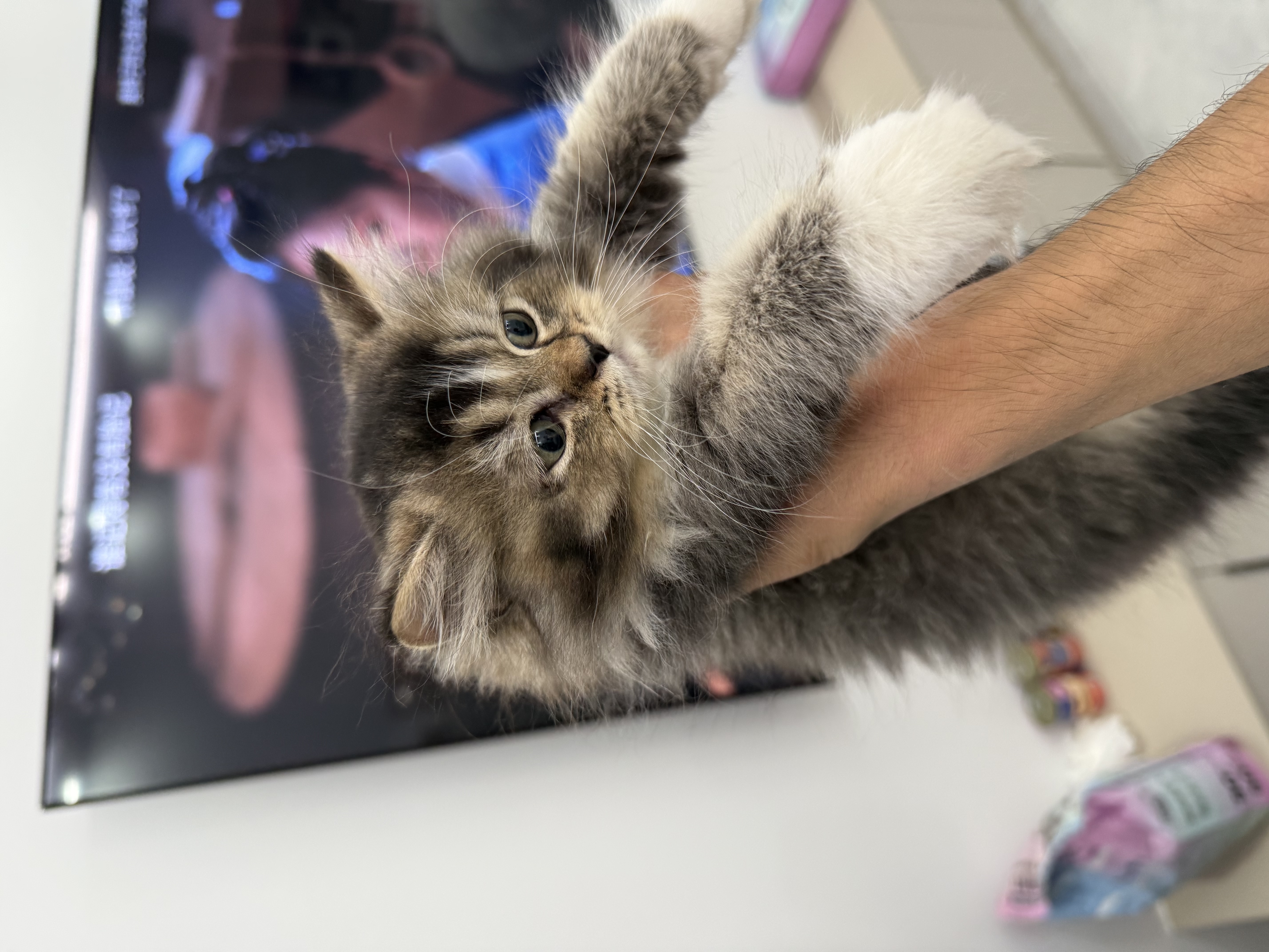 沃趣 猫砂膨润土20斤强效除臭低粉尘易结团青柠大包装小颗粒遇水释香 实拍图